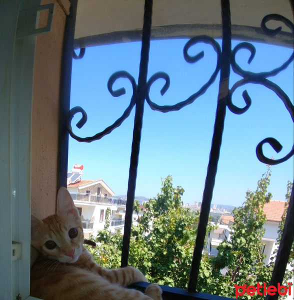 Tekir Kedi, Kedi  Ekin fotoğrafı