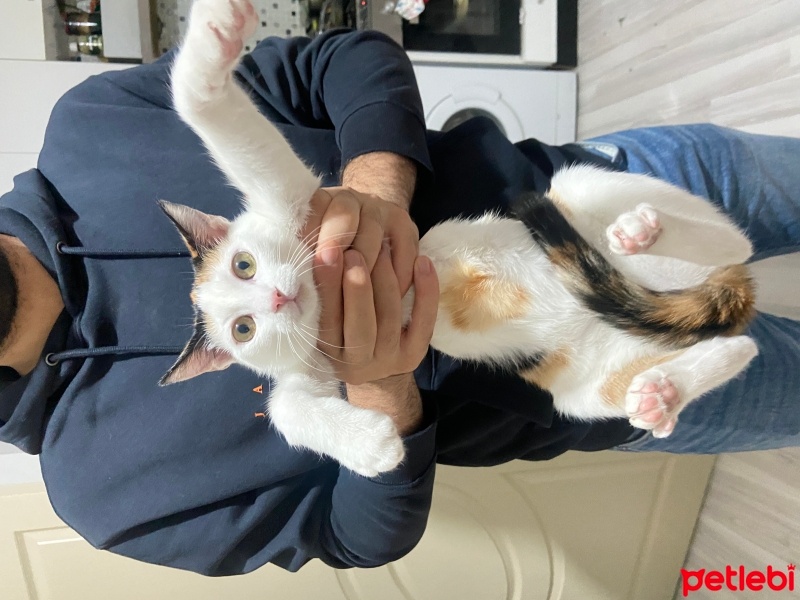 Tekir Kedi, Kedi  Dobby fotoğrafı