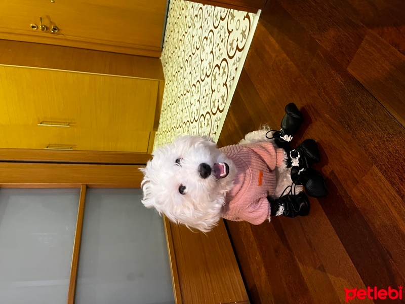 Maltese, Köpek  Yoda fotoğrafı