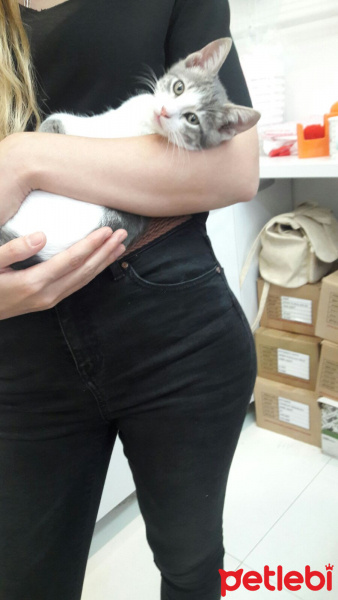 Tekir Kedi, Kedi  arsız fotoğrafı