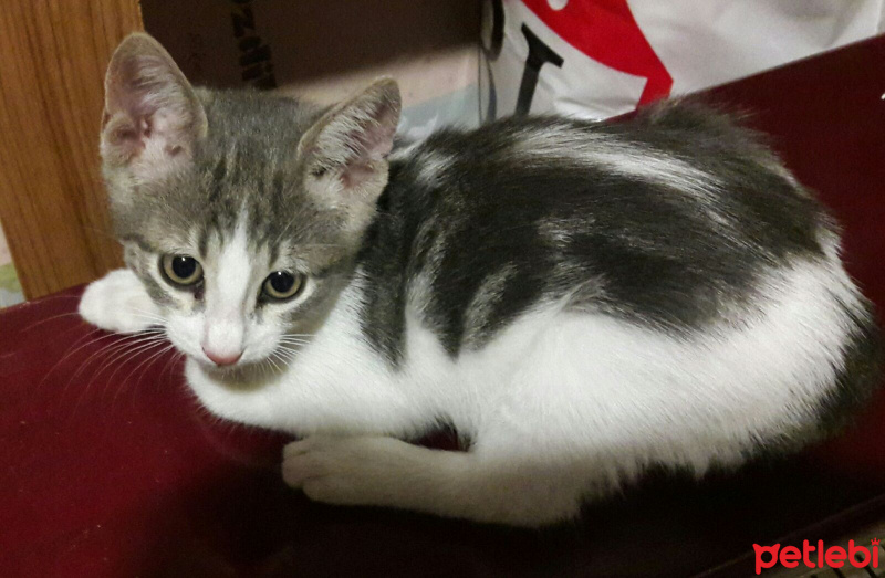 Tekir Kedi, Kedi  arsız fotoğrafı