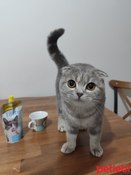 Scottish Fold, Kedi  Dobby fotoğrafı