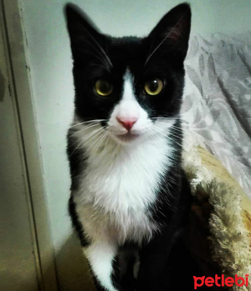Soke, Kedi  Peri fotoğrafı