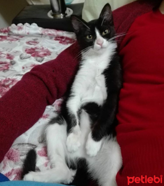 Soke, Kedi  Peri fotoğrafı