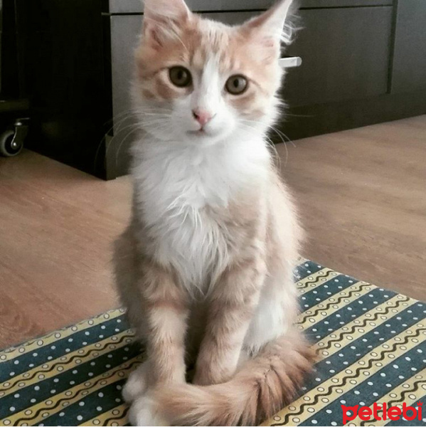 Soke, Kedi  Leon fotoğrafı