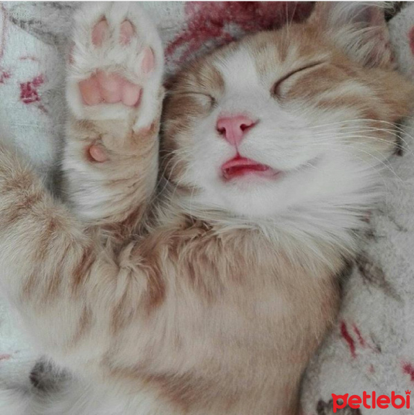 Soke, Kedi  Leon fotoğrafı