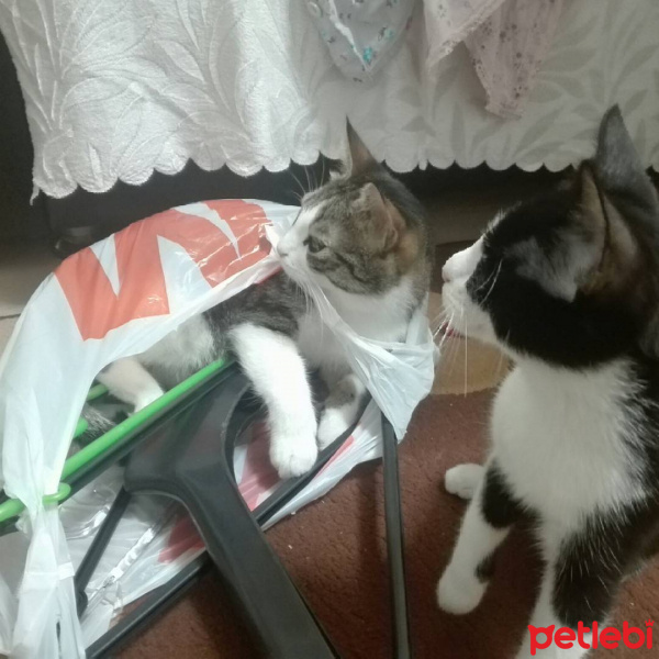 Soke, Kedi  Böğürtlen fotoğrafı
