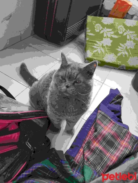 British Shorthair, Kedi  Minnoş fotoğrafı