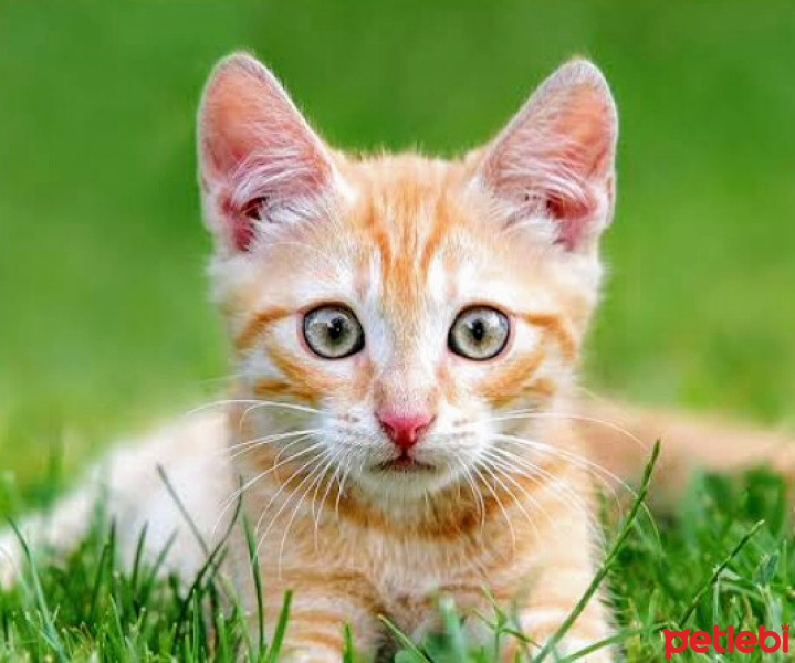 Sarman, Kedi  Boncuk fotoğrafı