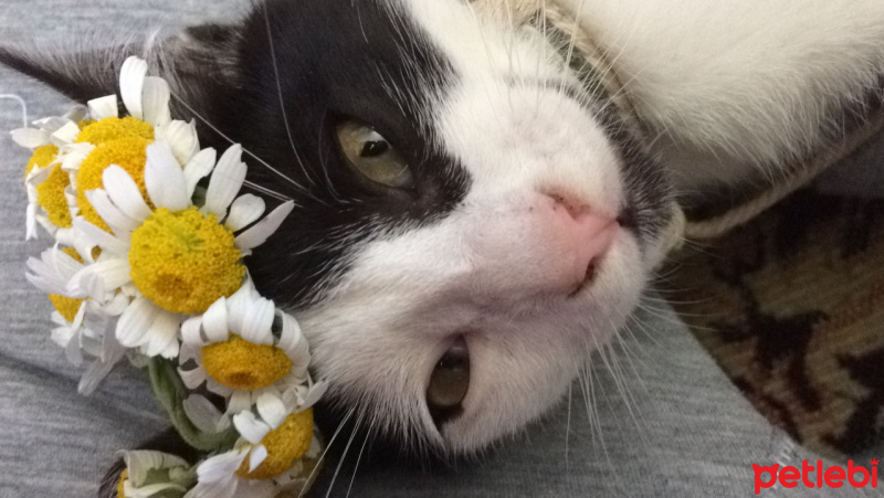 Tuxedo (Smokin) Kedi, Kedi  Haydar fotoğrafı