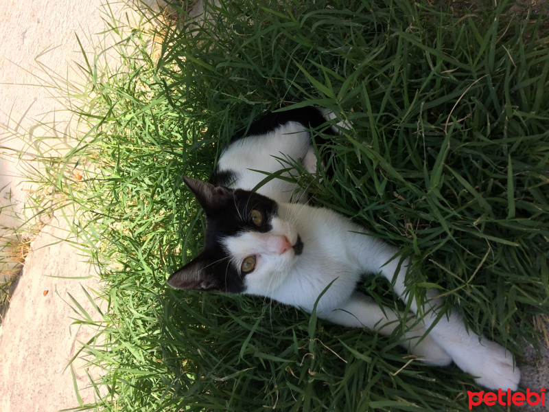 Tuxedo (Smokin) Kedi, Kedi  Haydar fotoğrafı