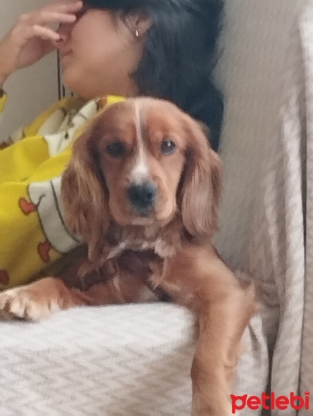 İngiliz Cocker Spaniel, Köpek  Tarcin fotoğrafı