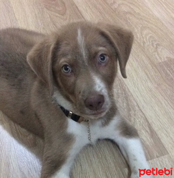 Sokö (Sokak Köpeği), Köpek  Cesur fotoğrafı