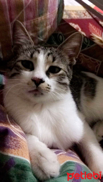 Tekir Kedi, Kedi  Ferro fotoğrafı