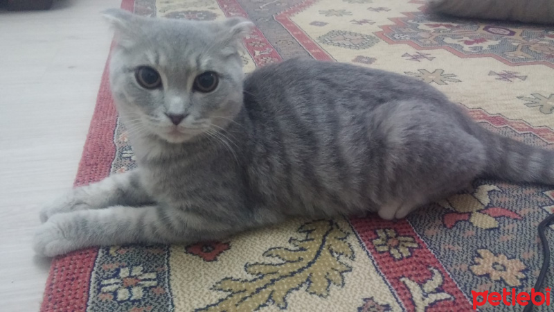 Scottish Fold, Kedi  duman fotoğrafı