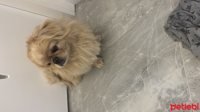 Pekingese, Köpek  Fındık Aslan fotoğrafı