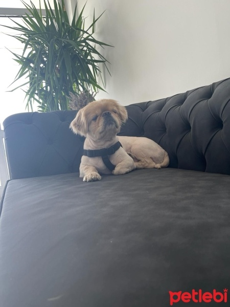 Pekingese, Köpek  Fındık Aslan fotoğrafı