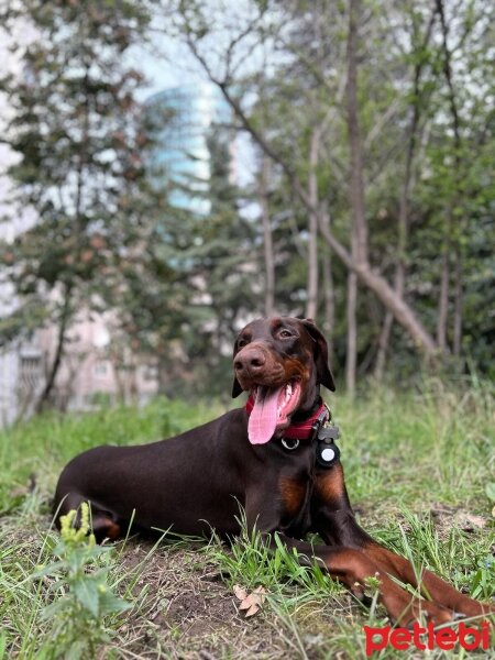 Doberman Pinscher, Köpek  Doja fotoğrafı