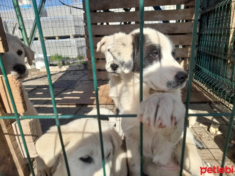 Samoyed, Köpek  Maia fotoğrafı