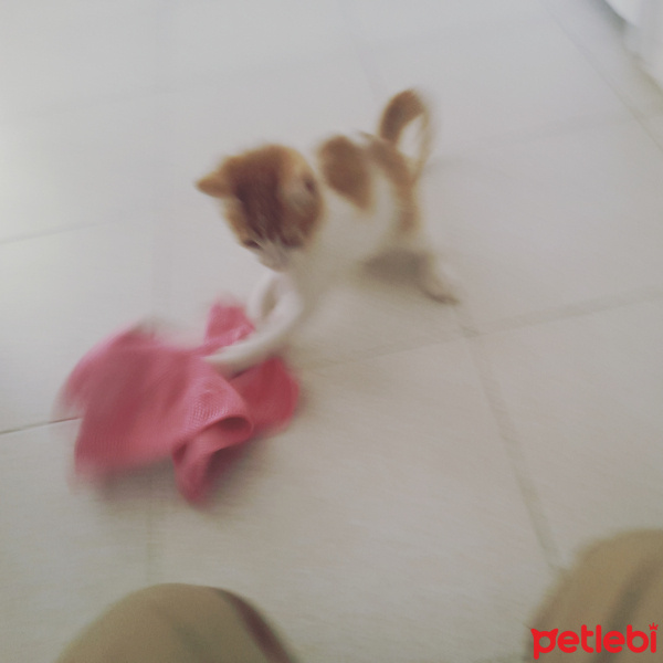 Tekir Kedi, Kedi  Boncuk fotoğrafı