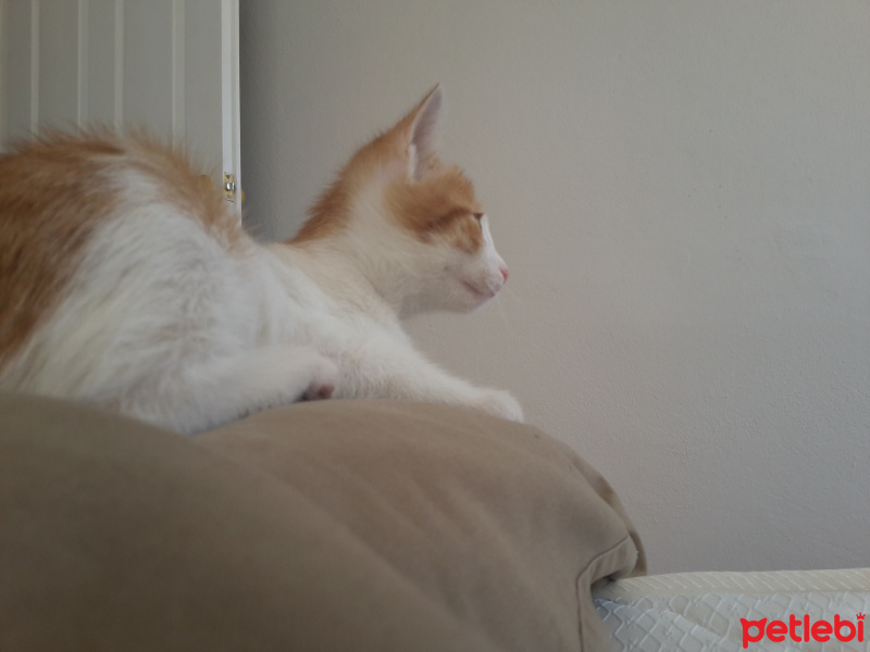 Tekir Kedi, Kedi  Boncuk fotoğrafı