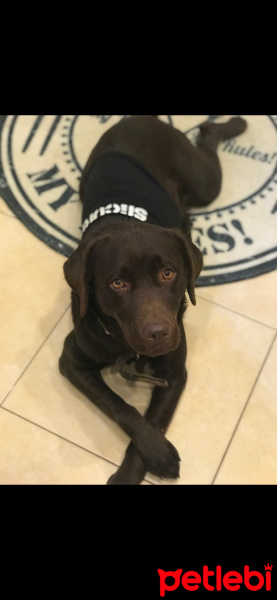 Labrador Retriever, Köpek  Mocha fotoğrafı
