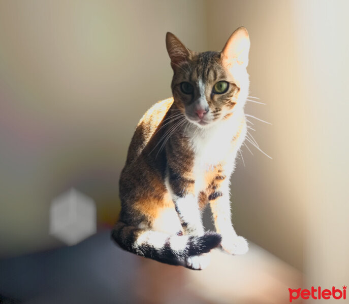 Tekir Kedi, Kedi  Marsis fotoğrafı