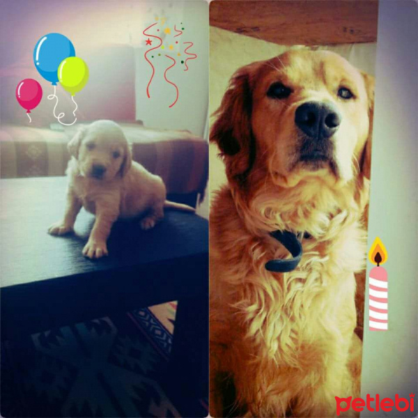 Golden Retriever, Köpek  Efe  fotoğrafı