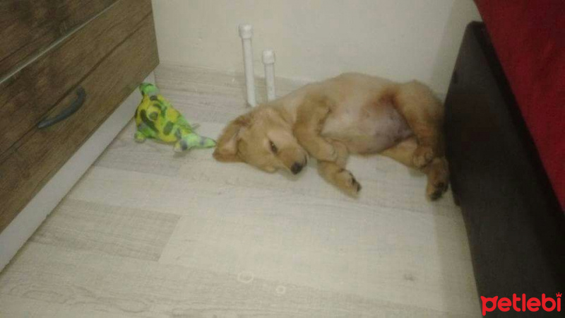 Golden Retriever, Köpek  Efe  fotoğrafı