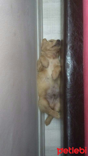 Golden Retriever, Köpek  Efe  fotoğrafı