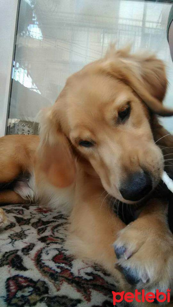 Golden Retriever, Köpek  Efe  fotoğrafı