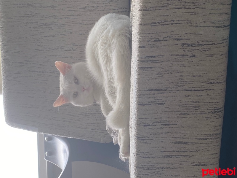 British Longhair, Kedi  Pamuk fotoğrafı