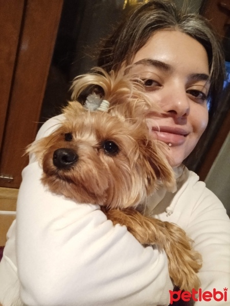 Yorkshire Terrier, Köpek  Bella fotoğrafı