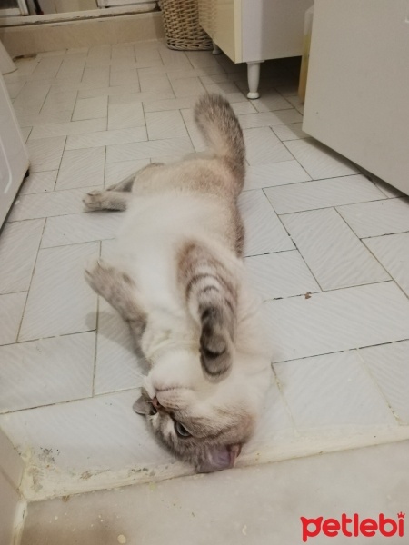 Brazilian Shorthair, Kedi  Fırfır fotoğrafı