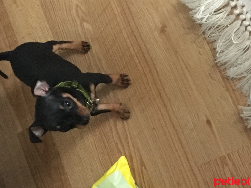 Minyatür Pinscher, Köpek  Rex fotoğrafı