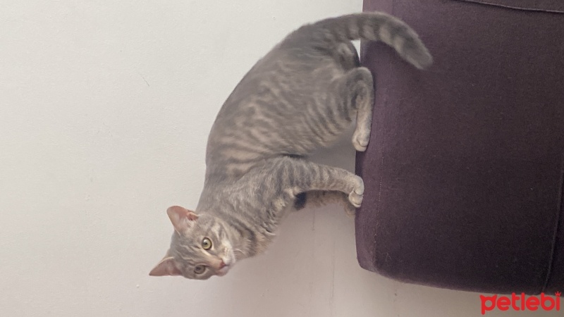 British Shorthair, Kedi  Duman fotoğrafı