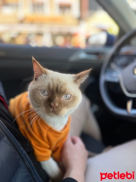 Siyam Kedisi, Kedi  Mia fotoğrafı