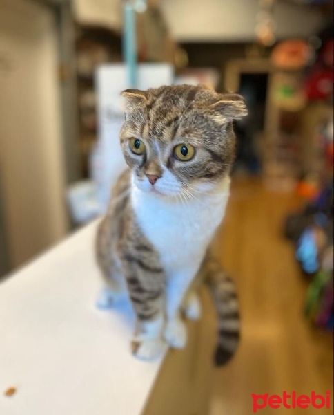 Scottish Fold, Kedi  Dorin fotoğrafı