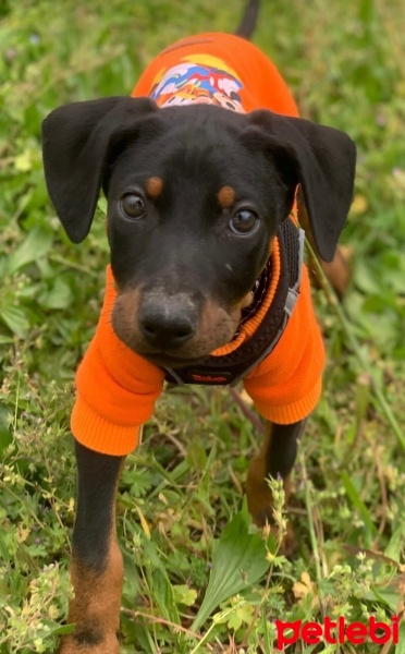 Doberman Pinscher, Köpek  Hera fotoğrafı