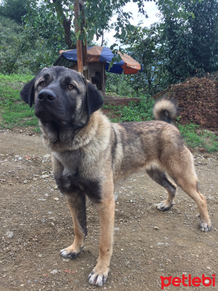 Kars Çoban Köpeği, Köpek  Duman fotoğrafı