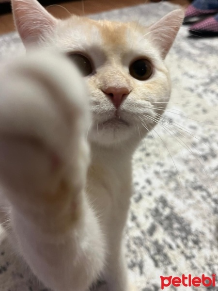 British Shorthair, Kedi  Leo fotoğrafı