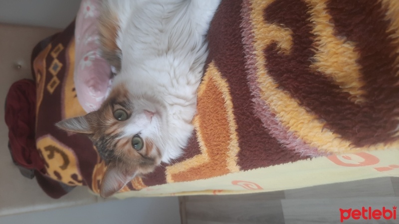 Tekir Kedi, Kedi  Tafi fotoğrafı