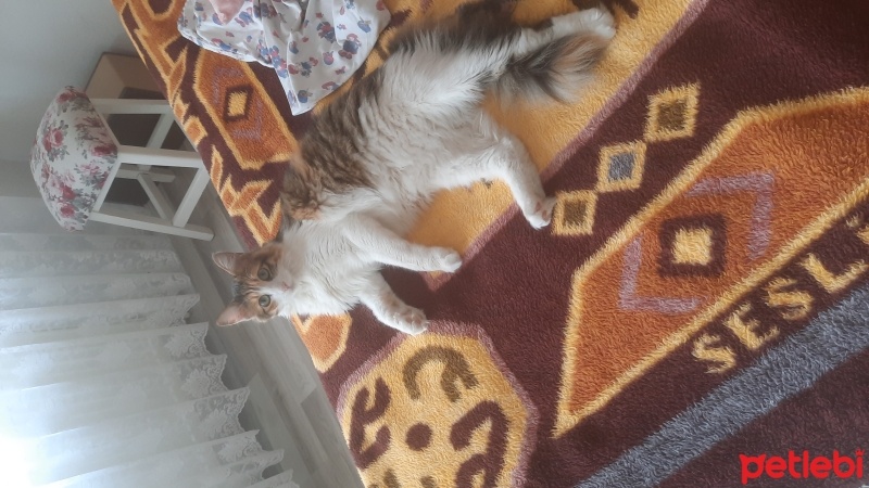Tekir Kedi, Kedi  Tafi fotoğrafı