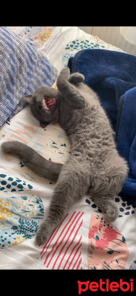 British Longhair, Kedi  Şira fotoğrafı