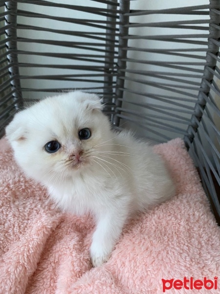 Scottish Fold, Kedi  Yuumi fotoğrafı