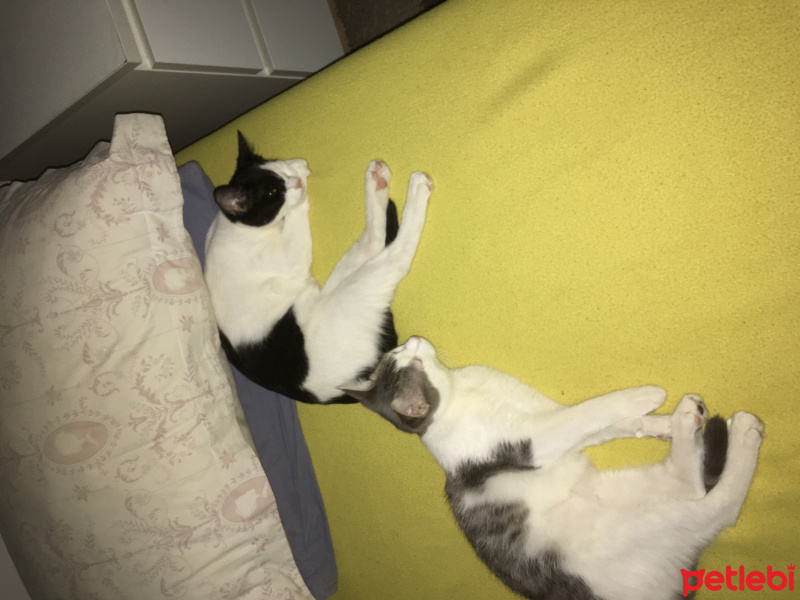 Tekir Kedi, Kedi  Loco ve Shy fotoğrafı