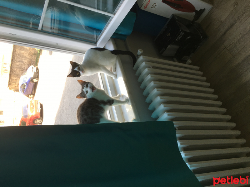 Tekir Kedi, Kedi  Loco ve Shy fotoğrafı