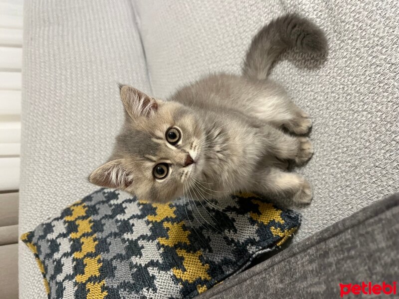 British Shorthair, Kedi  Rio fotoğrafı