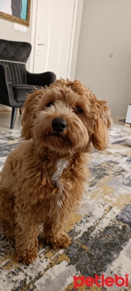 Poodle(Standart Kaniş), Köpek  Tarçın fotoğrafı