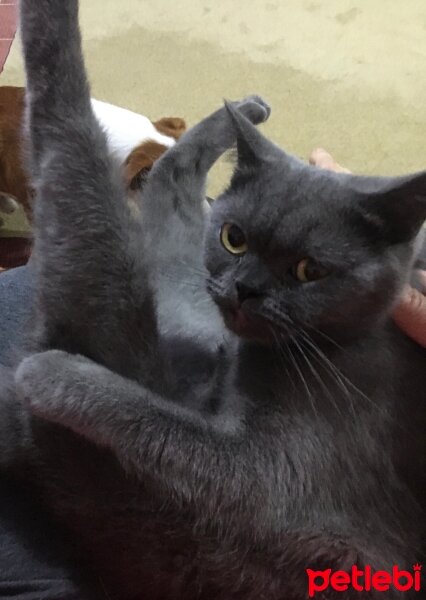 British Shorthair, Kedi  Gölge fotoğrafı